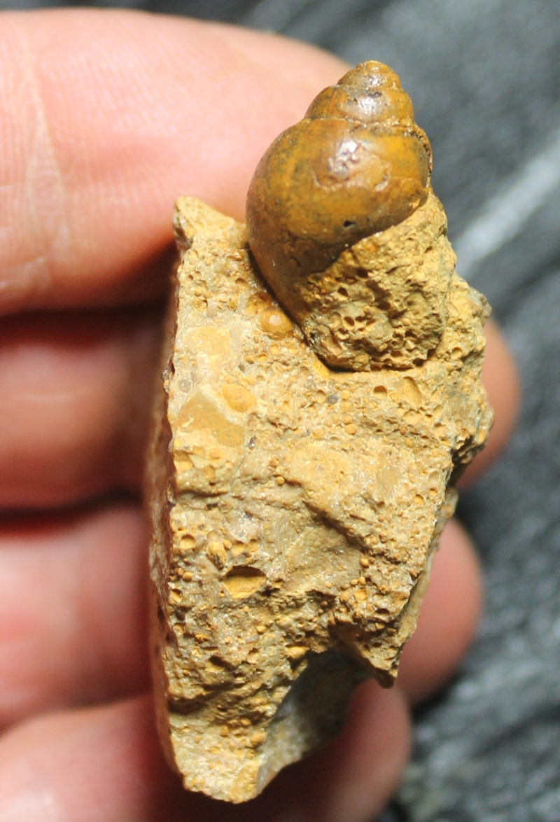 Pictavia punctura