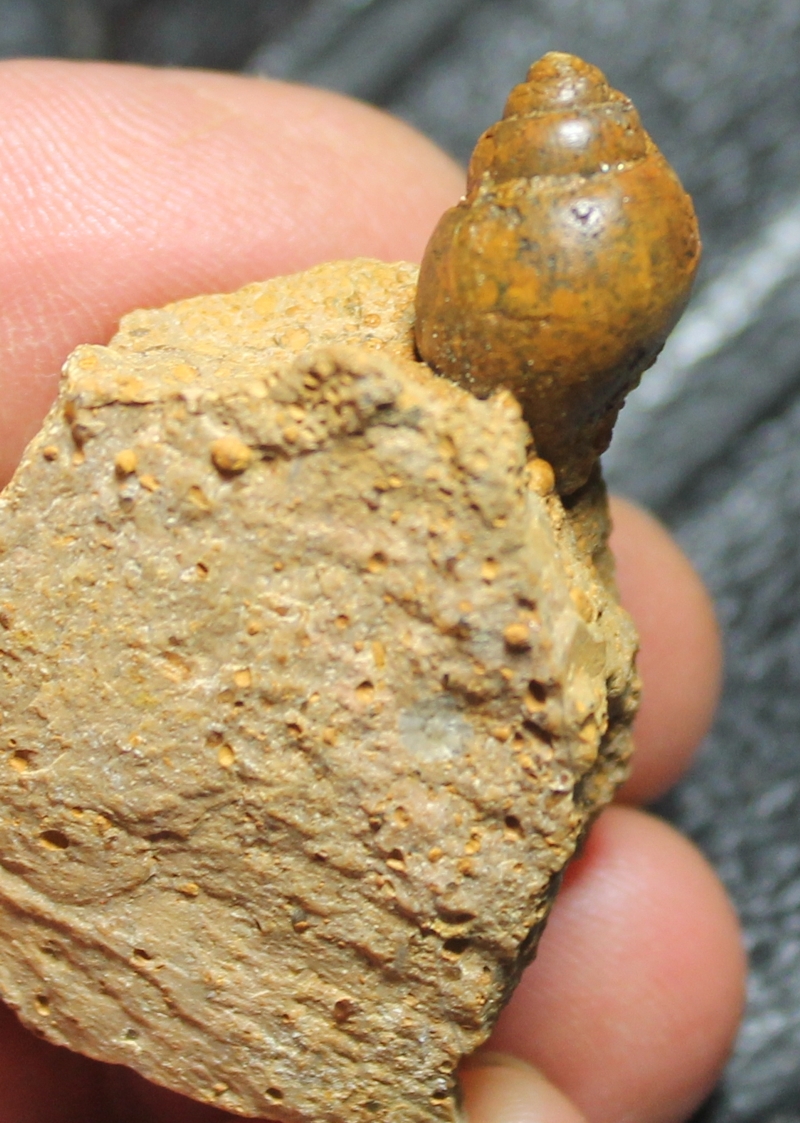 Pictavia punctura