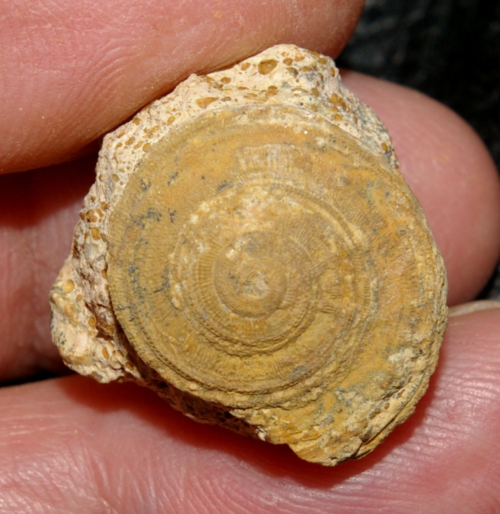 Obornella
