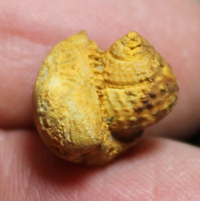 Montreuilbellona granaria