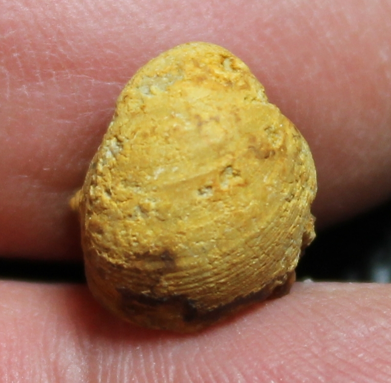 Montreuilbellona granaria