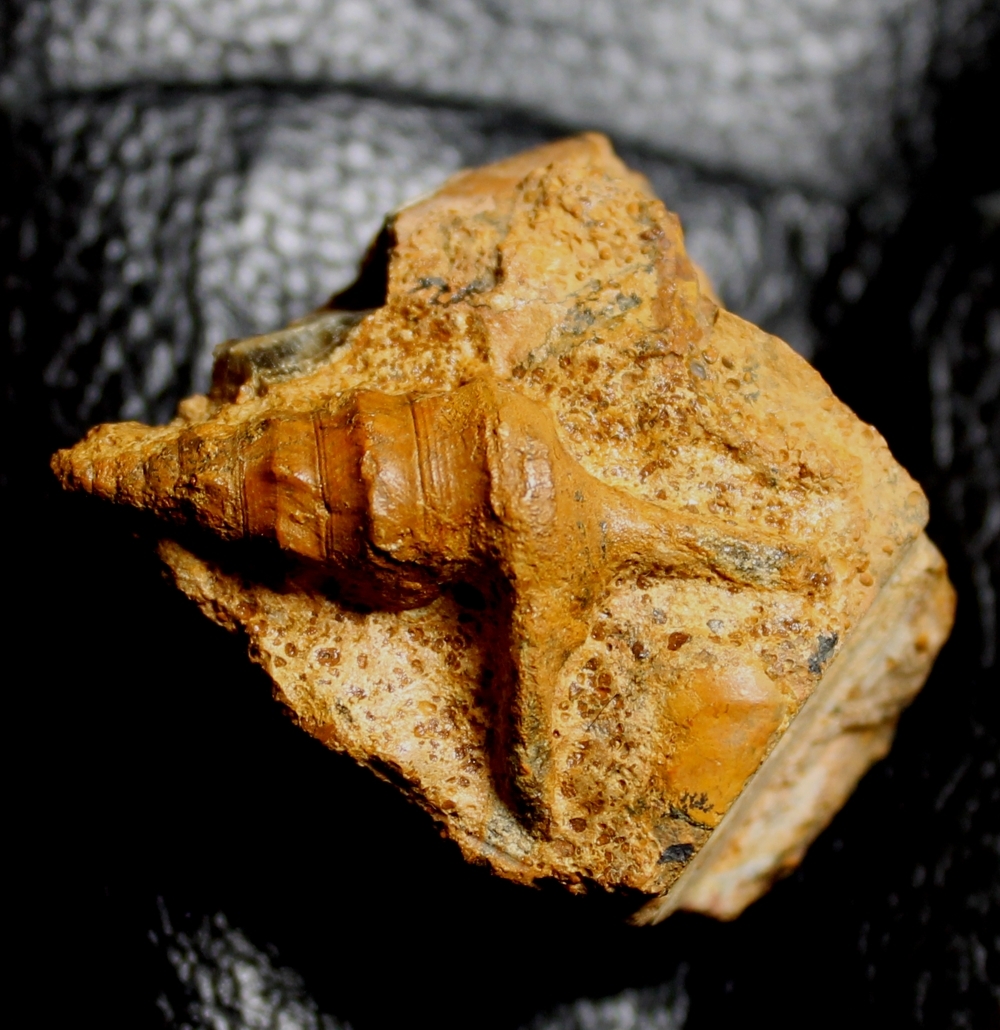 Pietteia kokeni