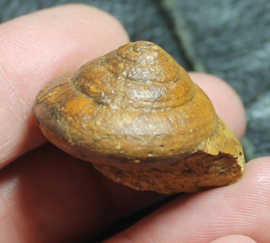 Leptomaria chryseis