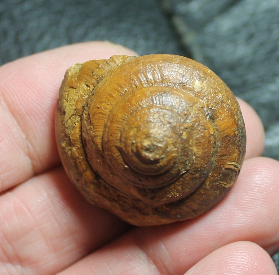 Leptomaria chryseis