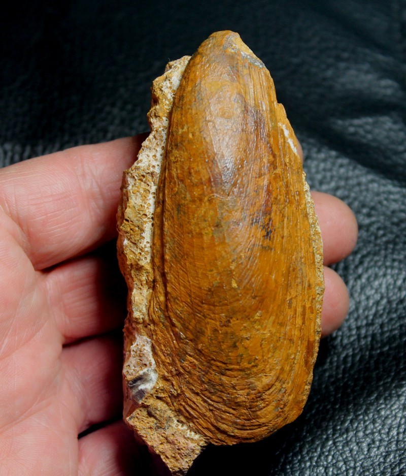 Myoconcha