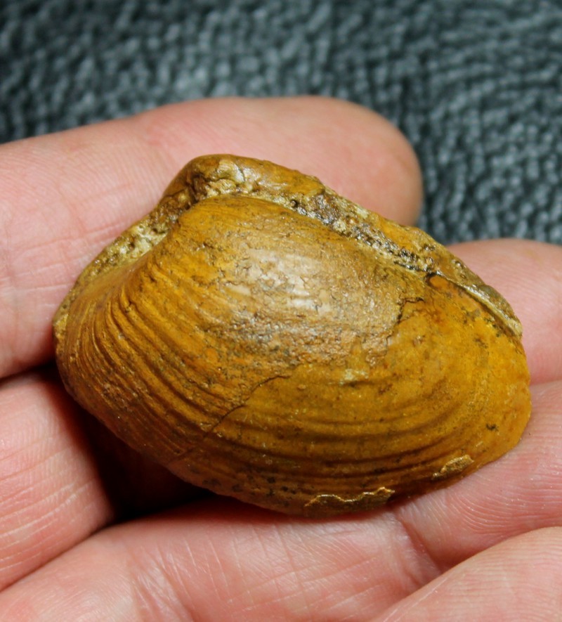 Pleuromya