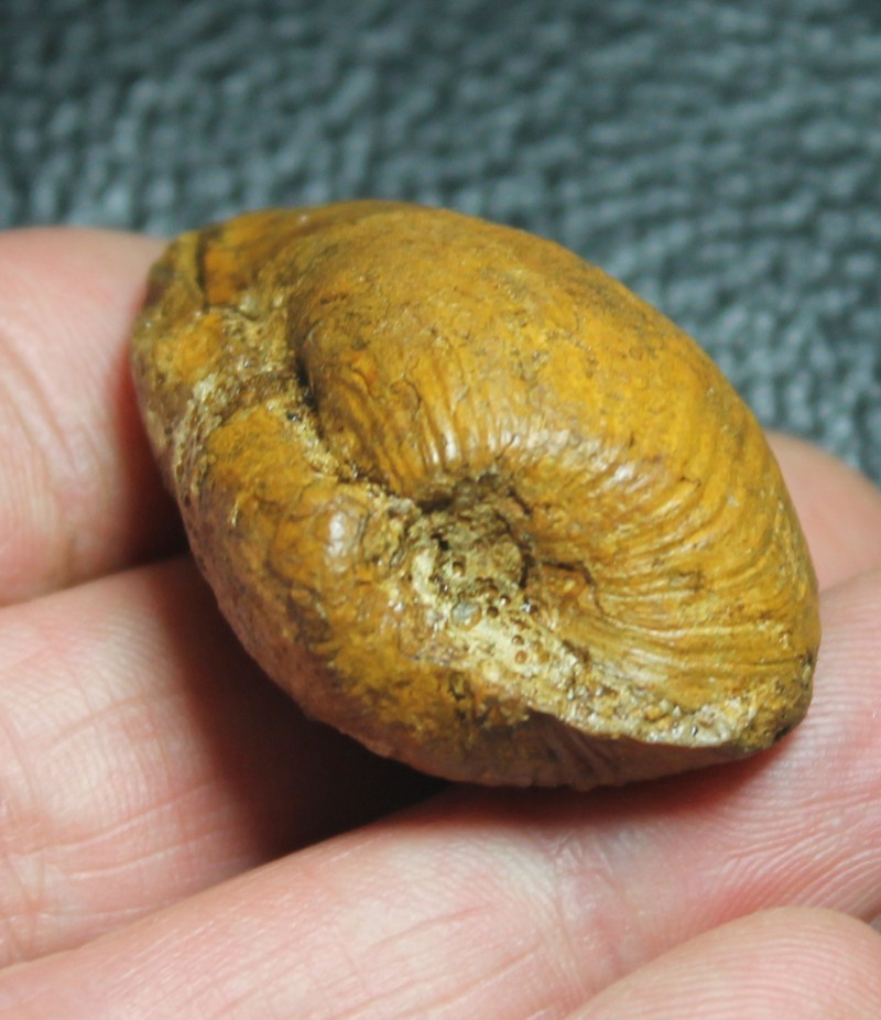 Pleuromya
