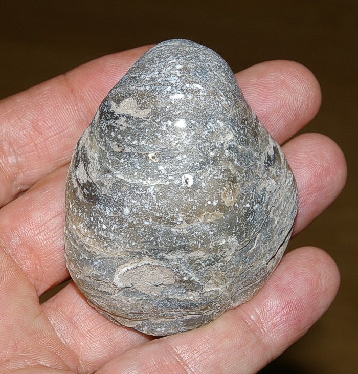 Jurassic bivalvia