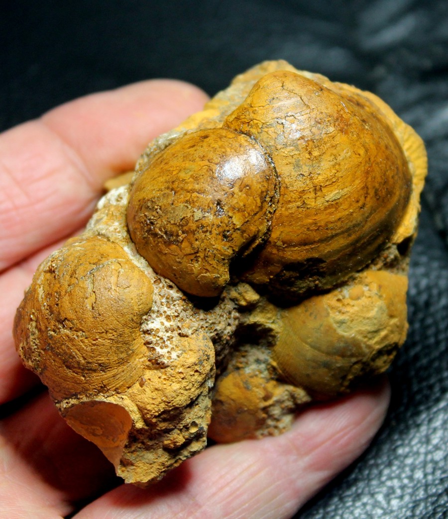 Mactromya