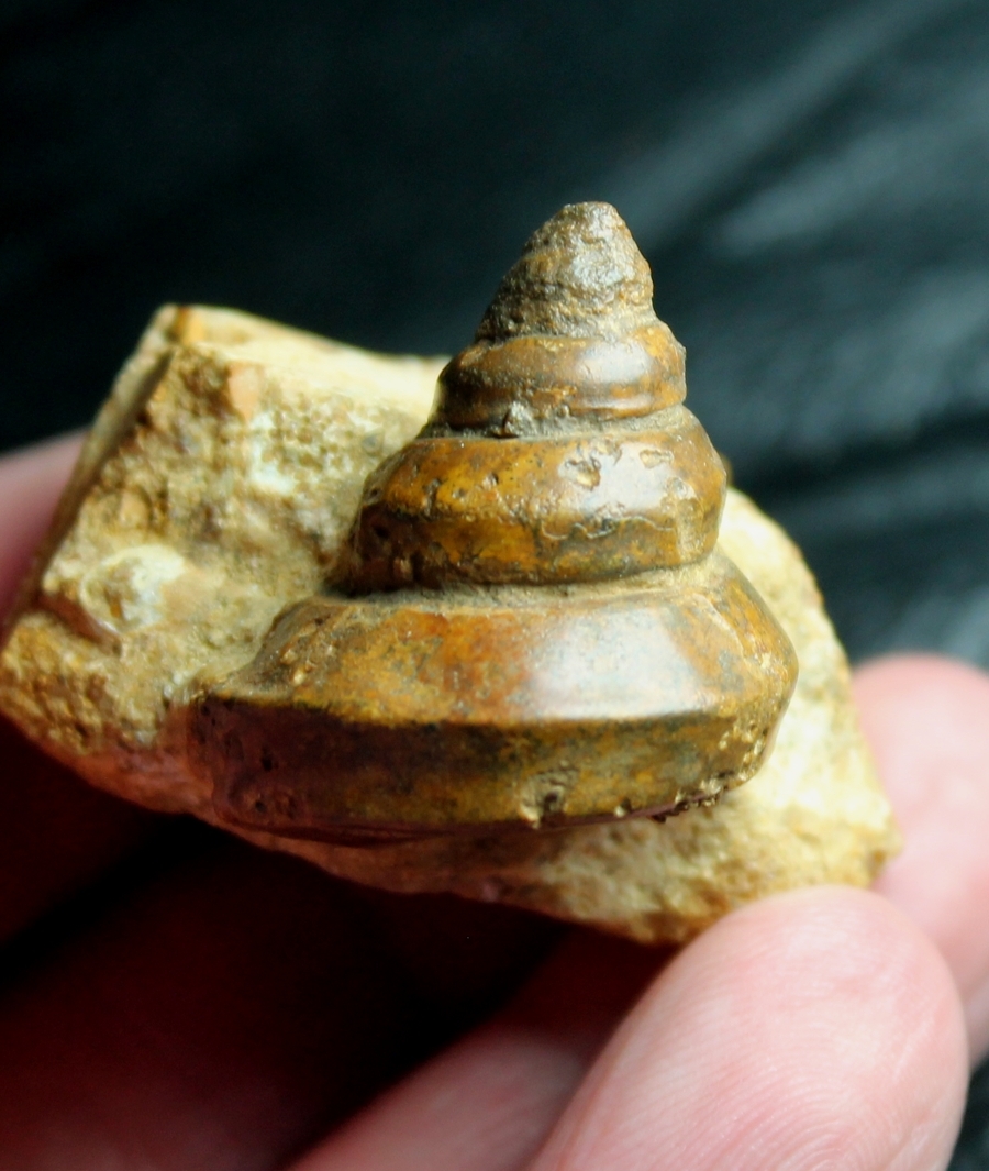 Bathrotomaria eudora fossil gastopod