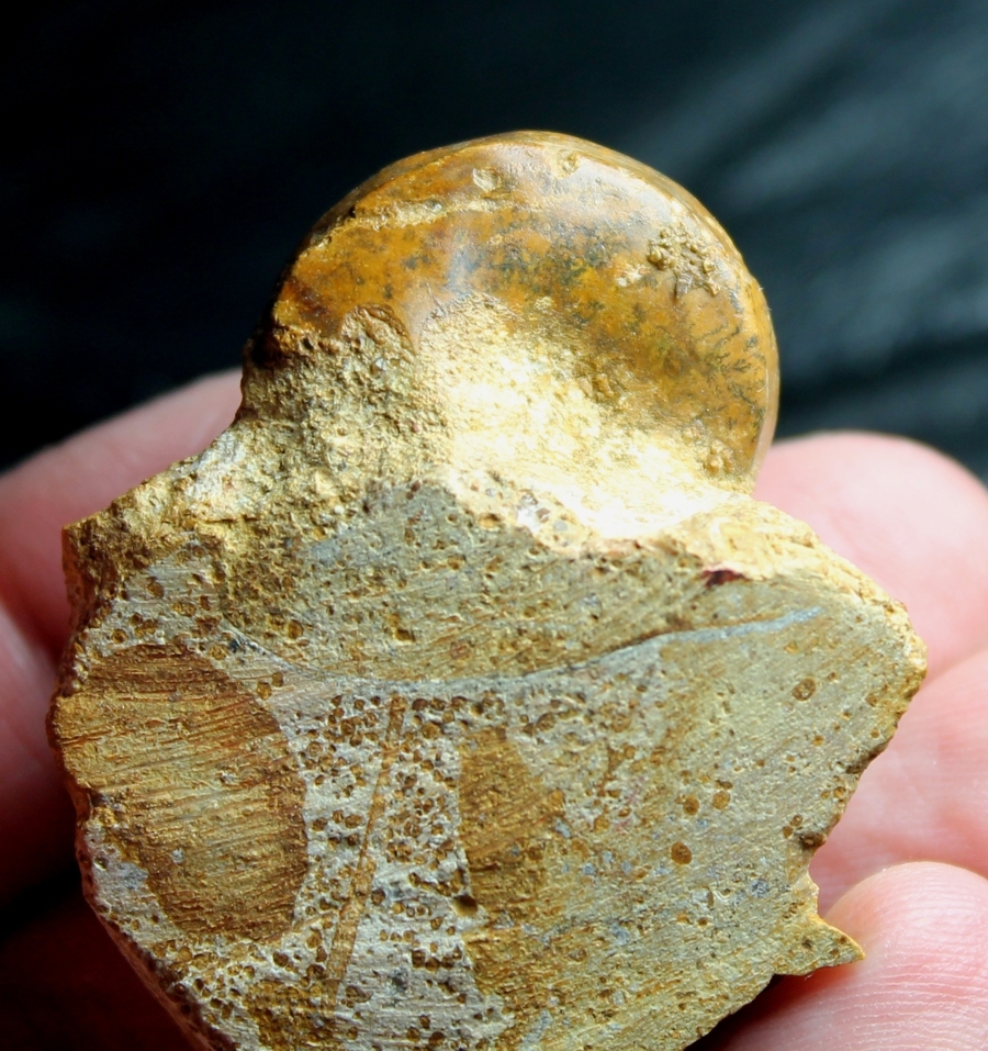Bathrotomaria eudora fossil gastopod