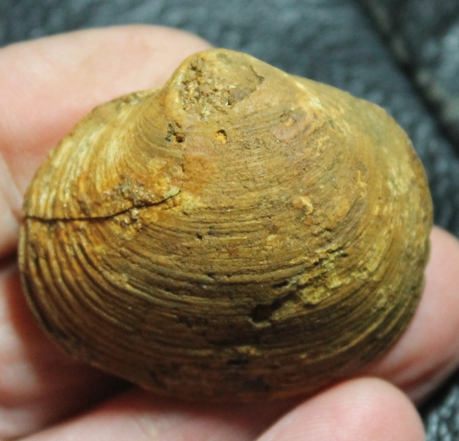Mactromya
