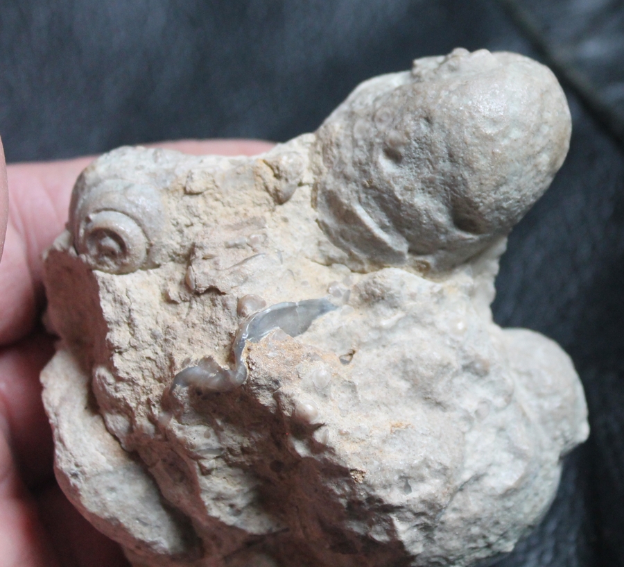 fossil cluster