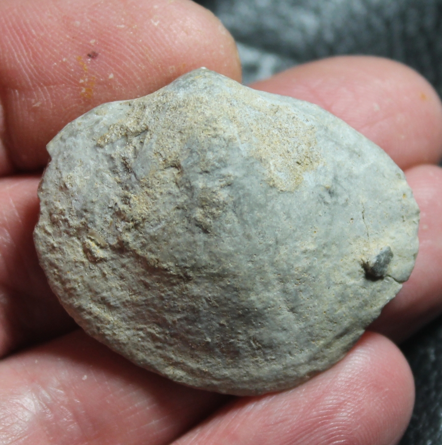fossil bivalvia