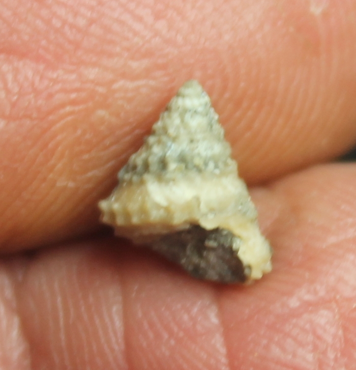 Calliotropis biarmata