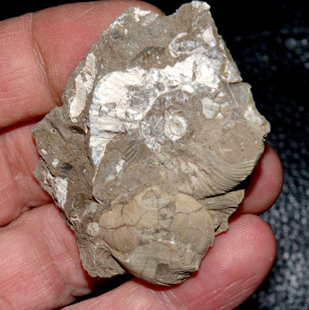 Jurassic, Bathonian fossil bivalvia