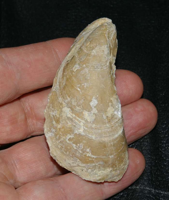 Jurassic, Kimmeridgian fossil bivalvia Mytilus jurensis