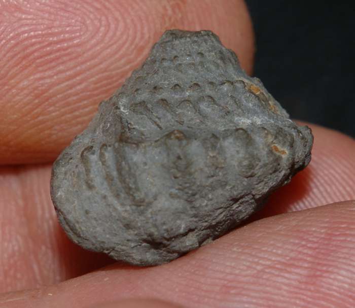 Amphitrochus duplicatus