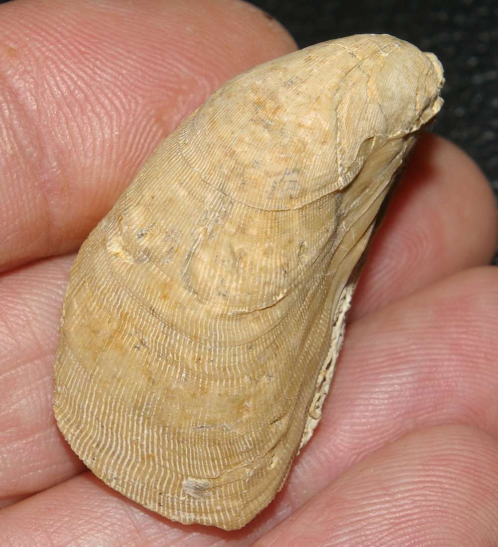 Jurassic, Kimmeridgian fossil bivalvia Mytilus pectinatus