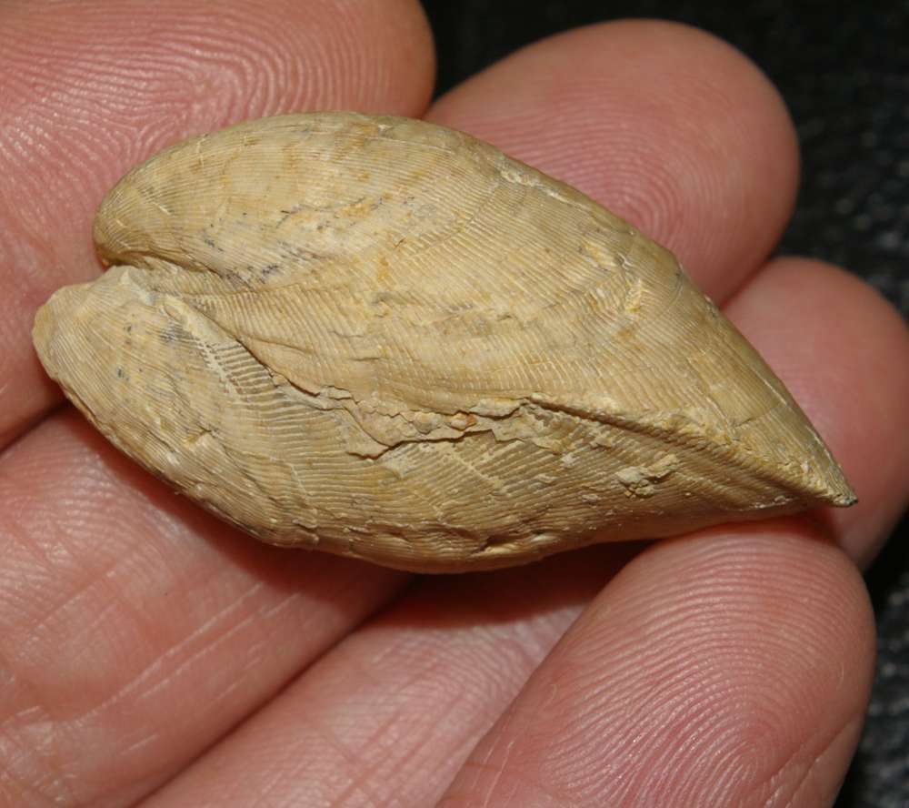 Jurassic, Kimmeridgian fossil bivalvia Mytilus pectinatus
