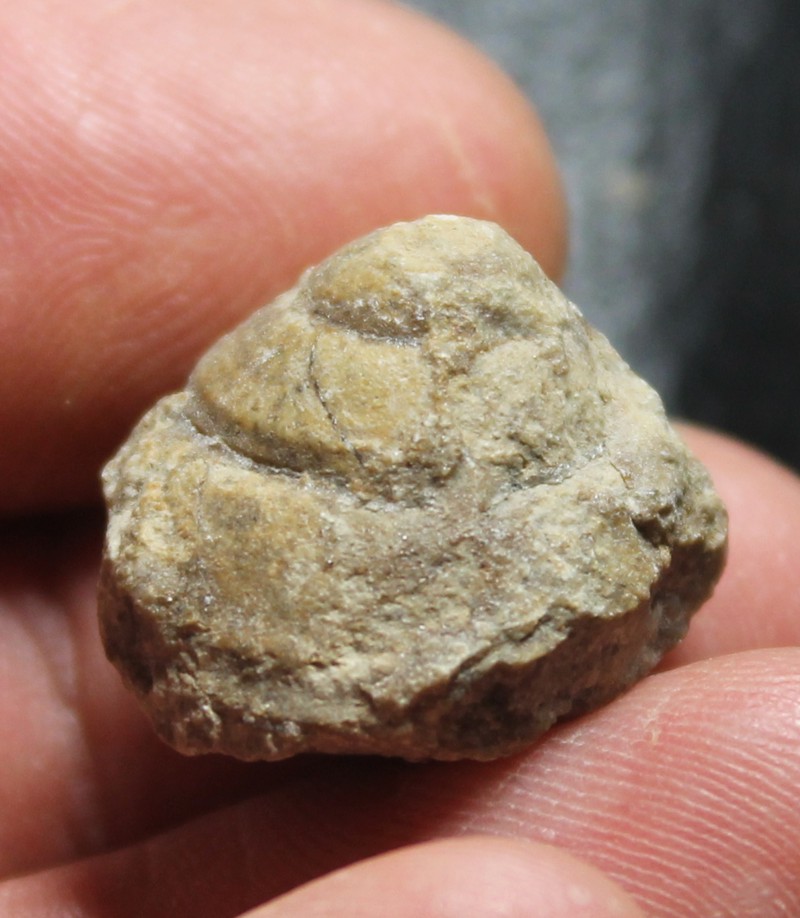 Ordovician fossil gastropod