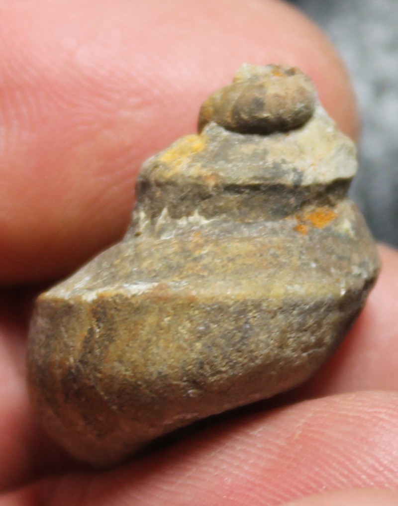 Ordovician fossil gastropod