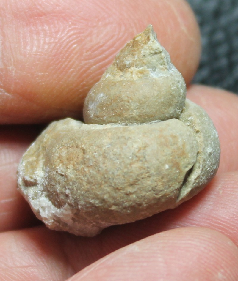 Ordovician fossil gastropod