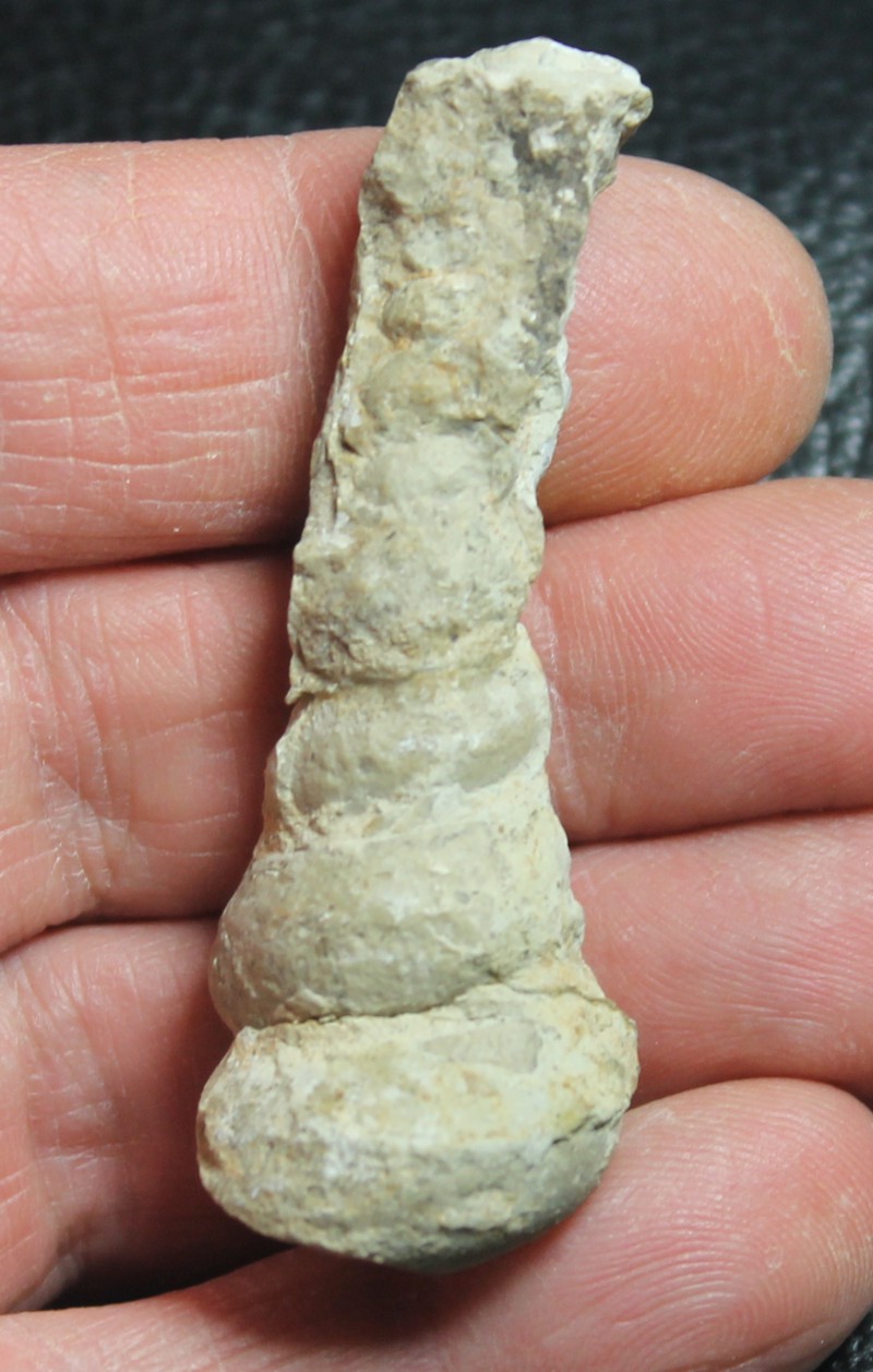 Ordovician fossil gastropod