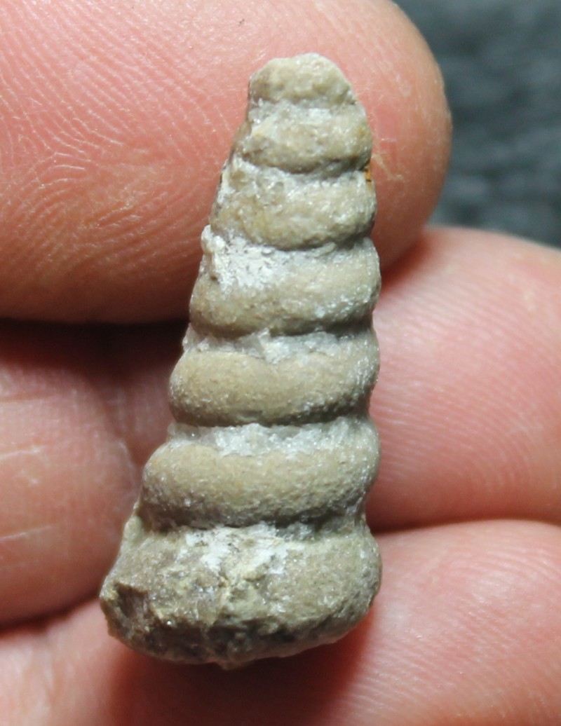 Ordovician fossil gastropod