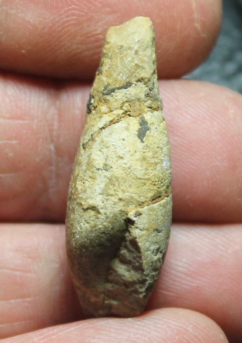 Ordovician fossil gastropod