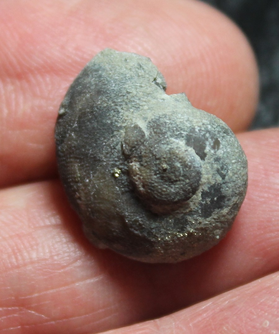 Platystoma niagarense
