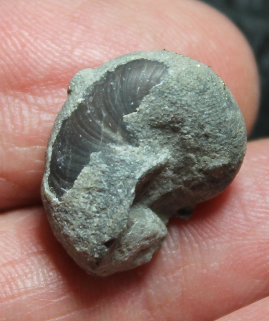 Platystoma niagarense