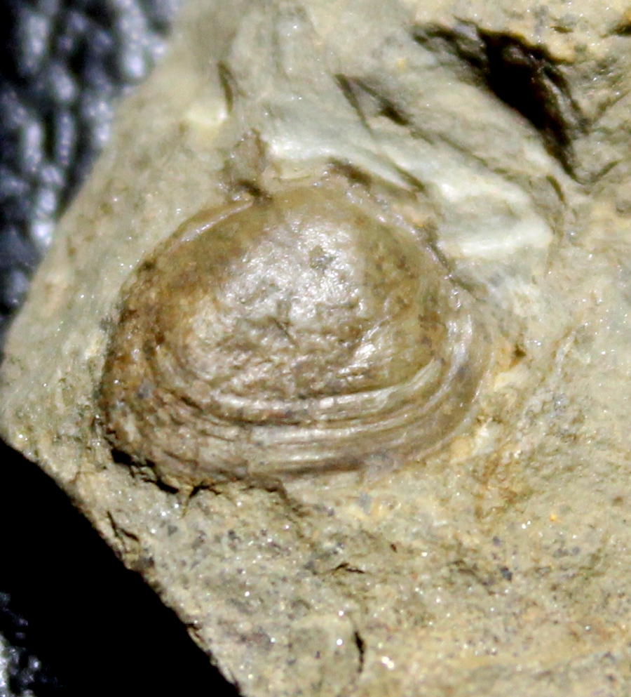 Slava bohemica