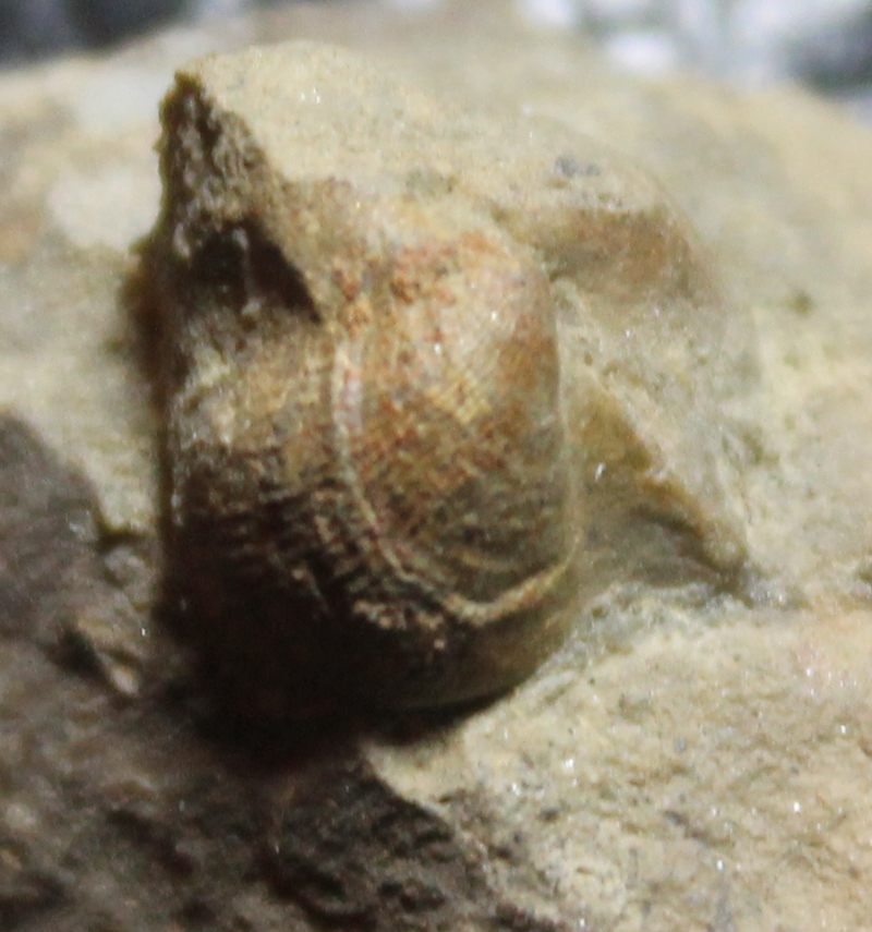Actinopteria migrans