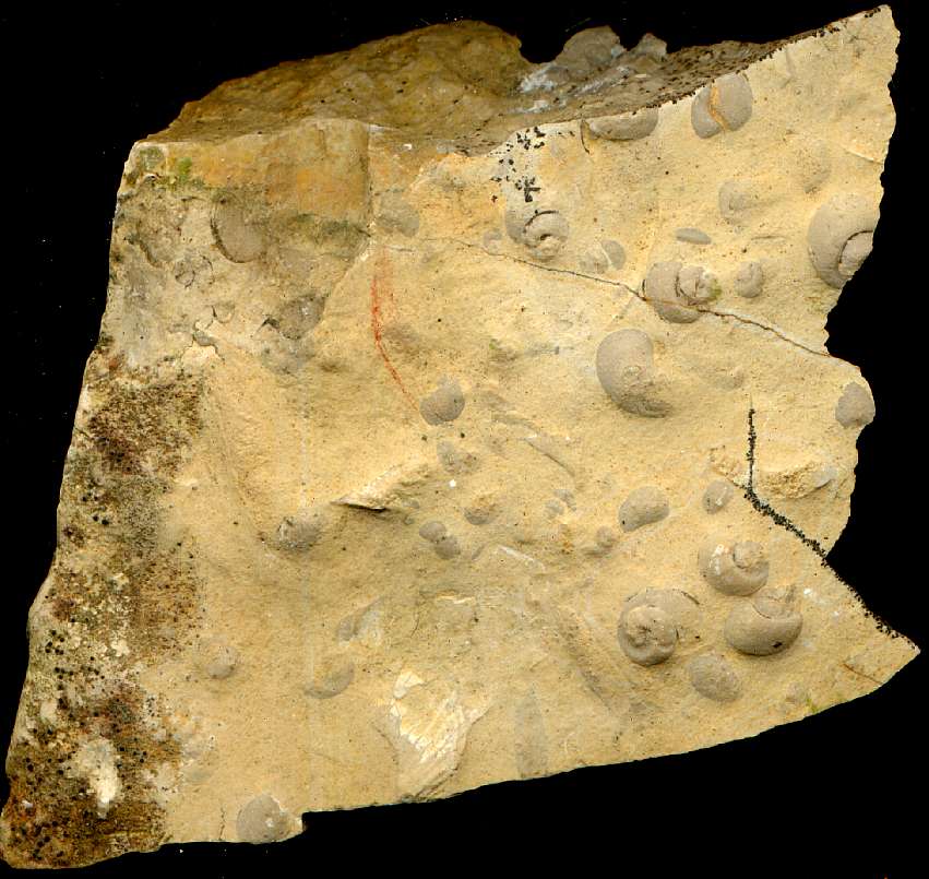 Omphaloptycha sp