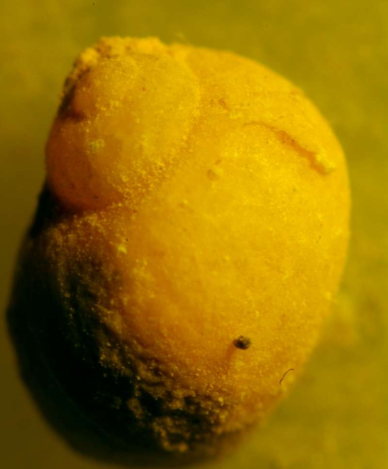 Natica minima