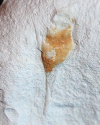 Cretaceous, Maastrichtian