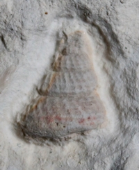 Pholadomya aptiensis