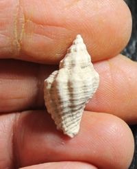  Hadriania excoelata
