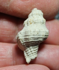  Urosalpinx cinereus