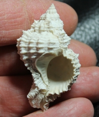  Chicoreus pomum