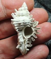  Chicoreus susanae 
