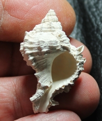  Chicoreus  Phyllonotus  labelleensis 