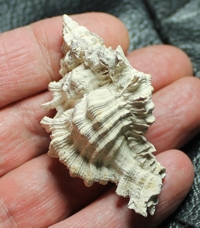  Murex salleanus 