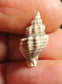 Hadriania coelata