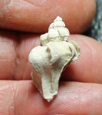  Urosalpinx lepidota 