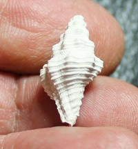  Calotrophon perplexus 