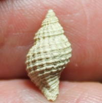  Urosalpinx trossula 