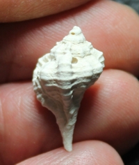  Vokesimurex rubidum 