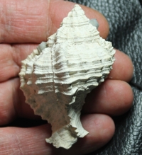  Phyllonotus martinshugari 